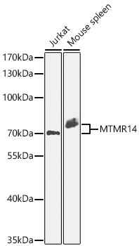 MTMR14 Polyclonal Antibody