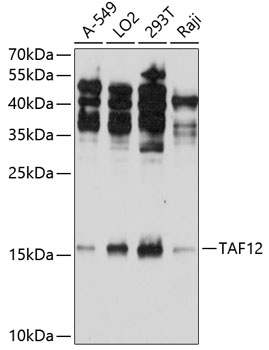 TAF12 Polyclonal Antibody
