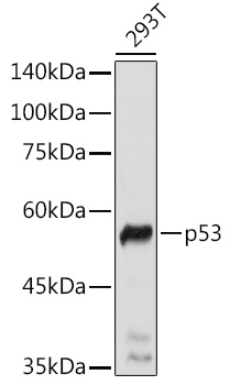 p53 Polyclonal Antibody