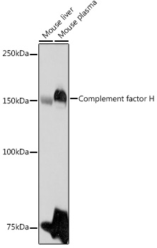 Complement factor H Polyclonal Antibody
