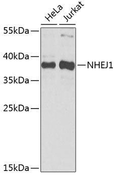 NHEJ1 Polyclonal Antibody