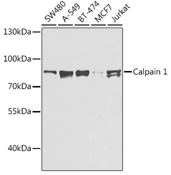 Calpain 1 Polyclonal Antibody