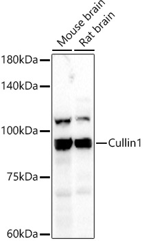 Cullin 1 Polyclonal Antibody