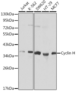 Cyclin H Polyclonal Antibody