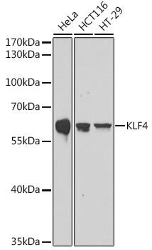 KLF4 Polyclonal Antibody