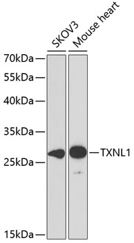 TXNL1 Polyclonal Antibody