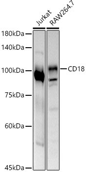 CD18 Polyclonal Antibody