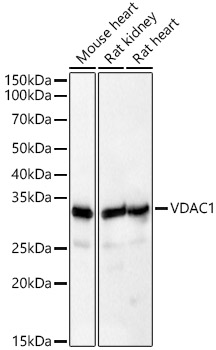 VDAC1 Polyclonal Antibody