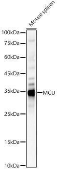 MCU Polyclonal Antibody