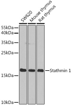 Stathmin 1 Polyclonal Antibody