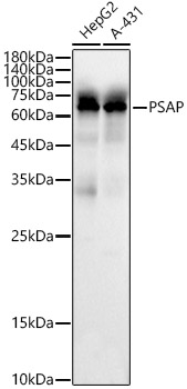 PSAP Polyclonal Antibody