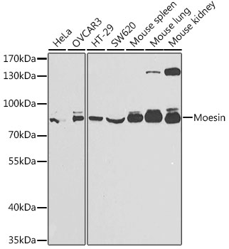 Moesin Polyclonal Antibody