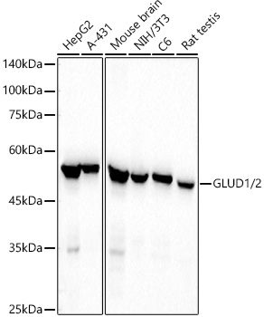 GLUD1/2 Monoclonal Antibody [7D7W2]