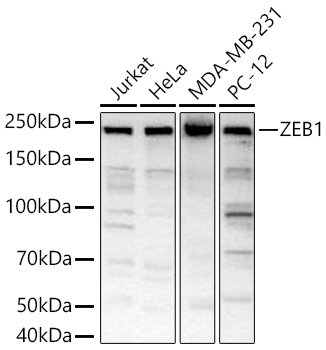 ZEB1 Monoclonal Antibody