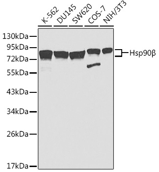 Hsp90B Polyclonal Antibody