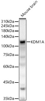 KDM1A Polyclonal Antibody