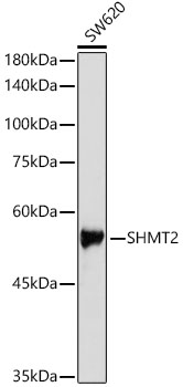 SHMT2 Polyclonal Antibody