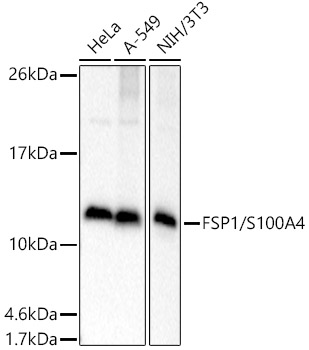 FSP1/S100A4 Polyclonal Antibody