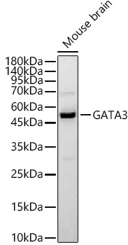 GATA3 Polyclonal Antibody