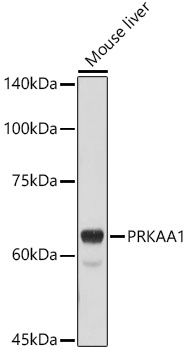 AMPKa1 Polyclonal Antibody