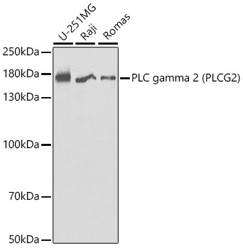 PLC gamma 2 (PLCG2) Polyclonal Antibody