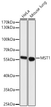 MST1 Polyclonal Antibody