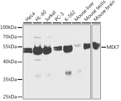 MEK7 Polyclonal Antibody