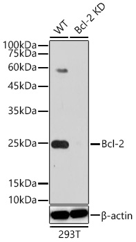 Bcl-2 Monoclonal Antibody