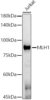 MLH1 Monoclonal Antibody [5O9J2]