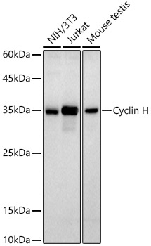 Cyclin H Monoclonal Antibody [2Z8X3]