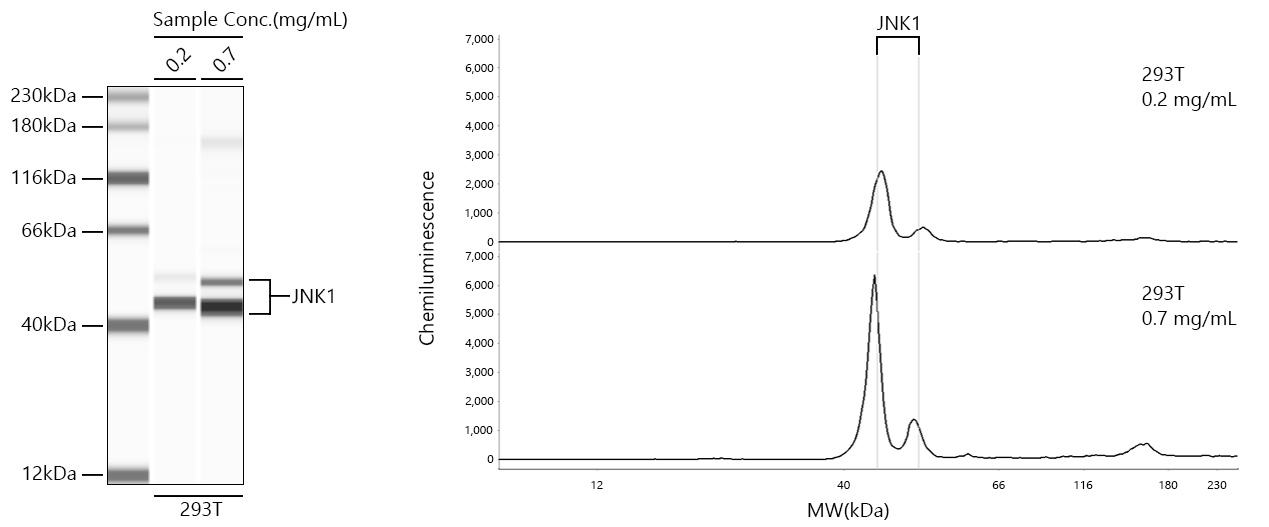 JNK1 Monoclonal Antibody [6M4R7]