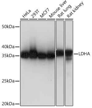 LDHA Monoclonal Antibody