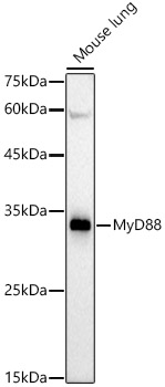 MyD88 Monoclonal Antibody [5R9C5]