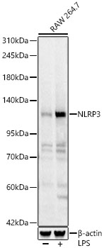 NLRP3 Polyclonal Antibody