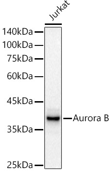 Aurora B Monoclonal Antibody