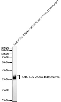 SARS-COV-2 Spike RBD(Omicron) Protein Polyclonal Antibody