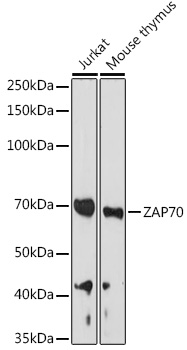 ZAP70 Polyclonal Antibody