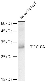 TIFY10A Polyclonal Antibody
