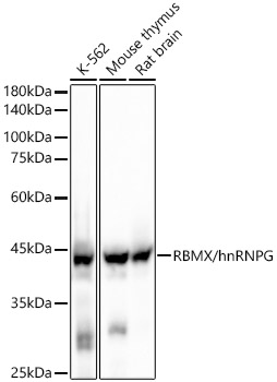RBMX/hnRNP G Monoclonal Antibody [7N9Z5]
