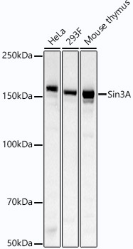 Sin3A Monoclonal Antibody [3W9A10]