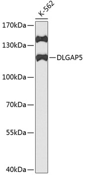DLGAP5 Polyclonal Antibody