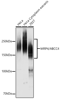 MRP4/ABCC4 Polyclonal Antibody