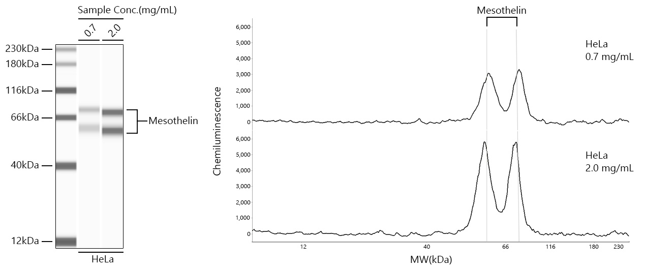 Mesothelin Monoclonal Antibody [1I1Y7]