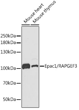 Epac1/RAPGEF3 Polyclonal Antibody
