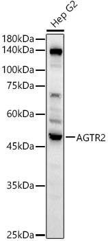 AGTR2 Polyclonal Antibody