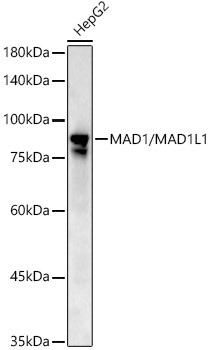 MAD1/MAD1L1 Polyclonal Antibody