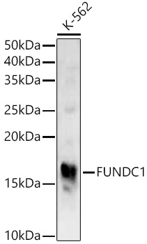 FUNDC1 Polyclonal Antibody