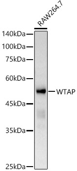 WTAP Polyclonal Antibody