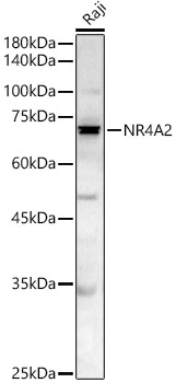 NR4A2 Polyclonal Antibody
