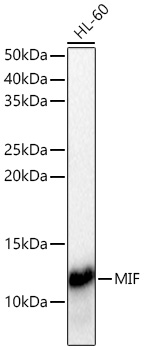 MIF Polyclonal Antibody